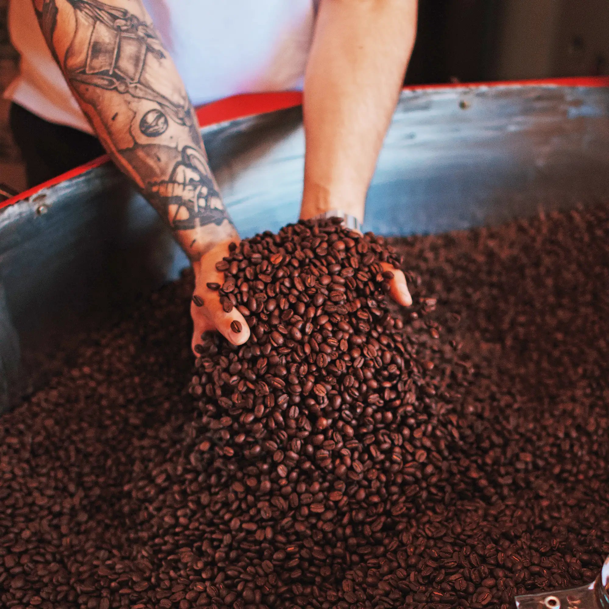 Person holding a handful of coffee beans above a large pile of coffee beans.