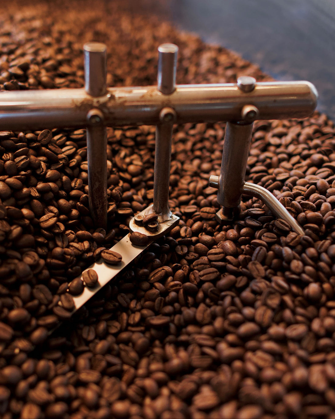 Coffee roasting process with a metal tool on roasted coffee beans.