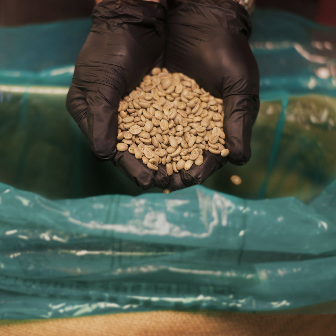 Person wearing black gloves holding green coffee beans above a green surface